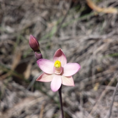 Thelymitra carnea (Tiny Sun Orchid) at Yass River, NSW - 15 Oct 2016 by MattM