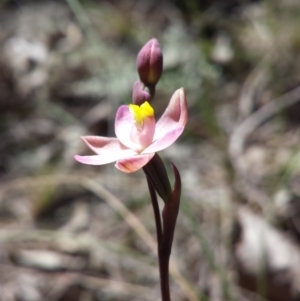 Thelymitra carnea at Yass River, NSW - suppressed