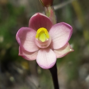 Thelymitra carnea at Nanima, NSW - suppressed