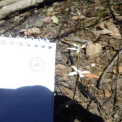 Caladenia ustulata (Brown Caps) at Black Mountain - 14 Oct 2016 by SusanneG