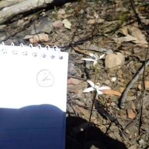 Caladenia ustulata at Point 5821 - suppressed