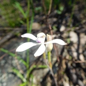 Caladenia ustulata at Point 5821 - suppressed