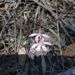 Caladenia fuscata (Dusky Fingers) at Bruce, ACT - 15 Oct 2016 by Jenjen