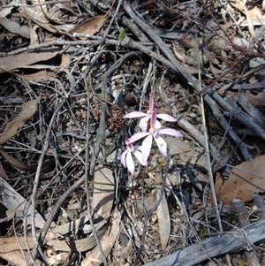 Caladenia fuscata at Point 112 - suppressed