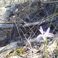 Glossodia major (Wax Lip Orchid) at Black Mountain - 14 Oct 2016 by SusanneG