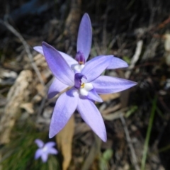 Glossodia major at Point 5821 - suppressed