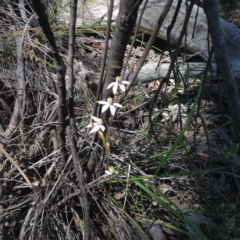 Caladenia moschata (Musky Caps) at Point 112 - 15 Oct 2016 by Jenjen