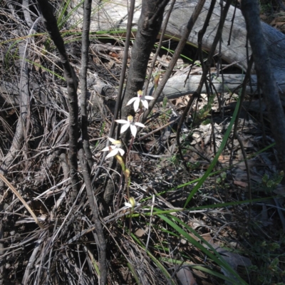 Caladenia moschata (Musky Caps) at Bruce Ridge - 15 Oct 2016 by Jenjen