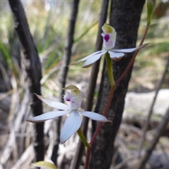 Caladenia moschata at Point 112 - 15 Oct 2016