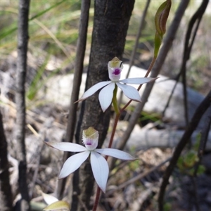 Caladenia moschata at Point 112 - 15 Oct 2016