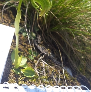 Pterostylis nutans at Point 5821 - 15 Oct 2016