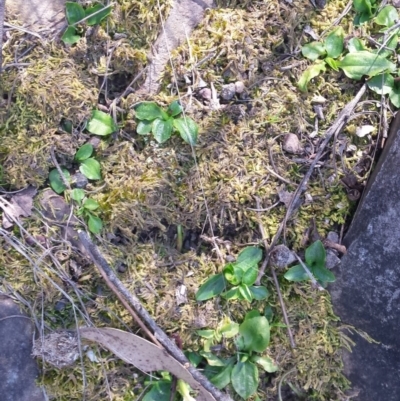 Pterostylis nutans (Nodding Greenhood) at Black Mountain - 15 Oct 2016 by SusanneG