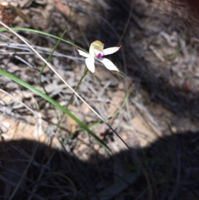 Caladenia moschata (Musky Caps) at Bruce Ridge - 15 Oct 2016 by Jenjen