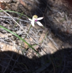 Caladenia moschata (Musky Caps) at Bruce, ACT - 15 Oct 2016 by Jenjen