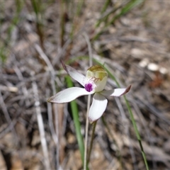 Caladenia moschata at Point 112 - suppressed