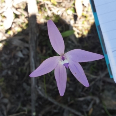 Glossodia major (Wax Lip Orchid) at Acton, ACT - 15 Oct 2016 by SusanneG