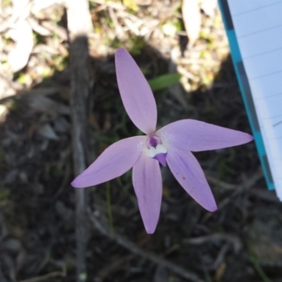 Glossodia major (Wax Lip Orchid) at Black Mountain - 15 Oct 2016 by SusanneG