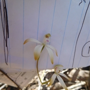 Caladenia ustulata at Point 5821 - suppressed