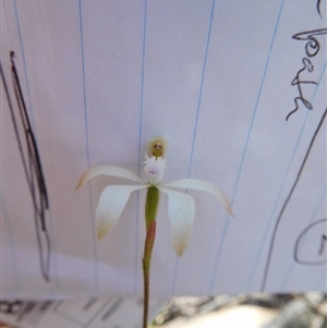 Caladenia ustulata at Point 5821 - suppressed