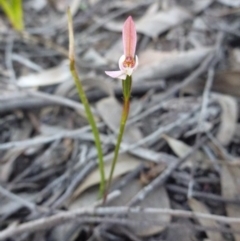 Caladenia carnea (Pink Fingers) at Point 112 - 15 Oct 2016 by Jenjen