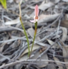 Caladenia carnea (Pink Fingers) at Bruce Ridge - 15 Oct 2016 by Jenjen