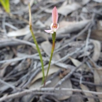 Caladenia carnea (Pink Fingers) at Bruce, ACT - 15 Oct 2016 by Jenjen