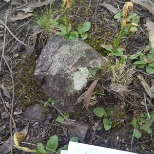 Pterostylis nutans at Point 5821 - suppressed