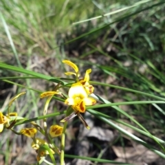 Diuris nigromontana (Black Mountain Leopard Orchid) at Black Mountain - 15 Oct 2016 by SusanneG