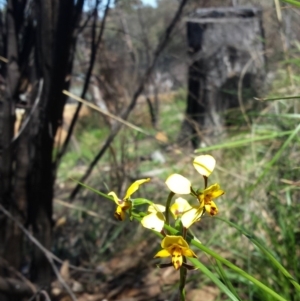 Diuris nigromontana at Acton, ACT - suppressed