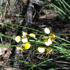 Diuris nigromontana at Acton, ACT - suppressed