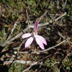 Caladenia fuscata (Dusky Fingers) at Black Mountain - 15 Oct 2016 by SusanneG