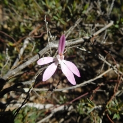 Caladenia fuscata (Dusky Fingers) at Acton, ACT - 15 Oct 2016 by SusanneG