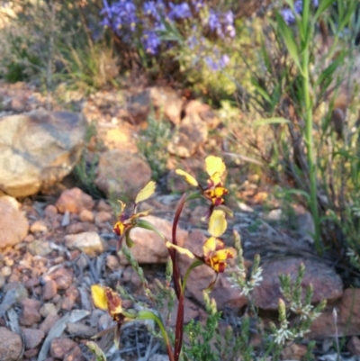 Diuris pardina (Leopard Doubletail) at Hackett, ACT - 15 Oct 2016 by BethanyDunne