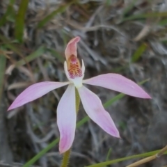 Caladenia carnea (Pink Fingers) at Isaacs, ACT - 15 Oct 2016 by Mike