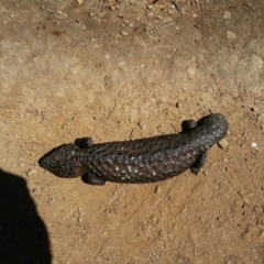 Tiliqua rugosa (Shingleback Lizard) at Forde, ACT - 15 Oct 2016 by lemurgirl70