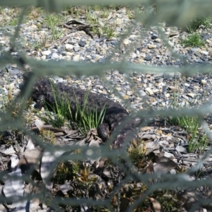 Tiliqua rugosa at Forde, ACT - 15 Oct 2016 11:36 AM