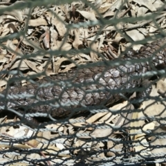 Tiliqua rugosa (Shingleback Lizard) at Gungahlin, ACT - 15 Oct 2016 by lemurgirl70