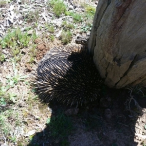 Tachyglossus aculeatus at Harrison, ACT - 15 Oct 2016