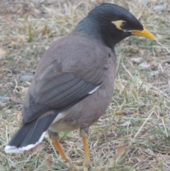 Acridotheres tristis (Common Myna) at Bonython, ACT - 5 May 2016 by michaelb