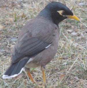 Acridotheres tristis at Bonython, ACT - 5 May 2016 05:15 PM