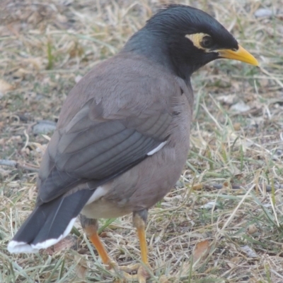 Acridotheres tristis (Common Myna) at Bonython, ACT - 5 May 2016 by michaelb