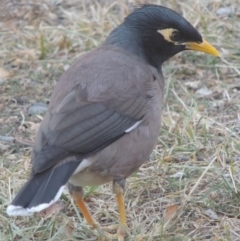 Acridotheres tristis (Common Myna) at Pine Island to Point Hut - 5 May 2016 by michaelb
