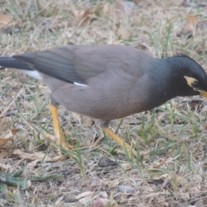 Acridotheres tristis at Bonython, ACT - 5 May 2016 05:15 PM