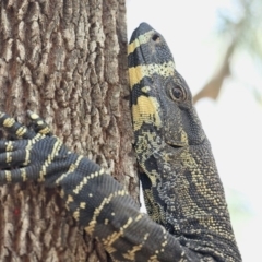 Varanus varius (Lace Monitor) at Bournda, NSW - 14 Oct 2016 by Leo