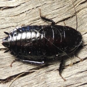 Platyzosteria melanaria at Conder, ACT - 15 Oct 2016 07:19 AM