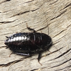 Platyzosteria melanaria at Conder, ACT - 15 Oct 2016