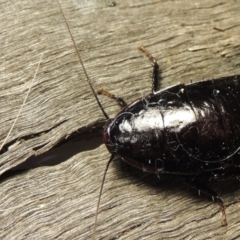 Platyzosteria melanaria at Conder, ACT - 15 Oct 2016