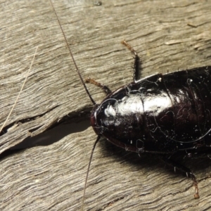 Platyzosteria melanaria at Conder, ACT - 15 Oct 2016 07:19 AM