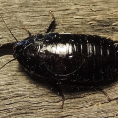 Platyzosteria melanaria at Conder, ACT - 15 Oct 2016