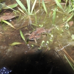 Crinia signifera (Common Eastern Froglet) at Fadden, ACT - 4 Sep 2016 by ArcherCallaway